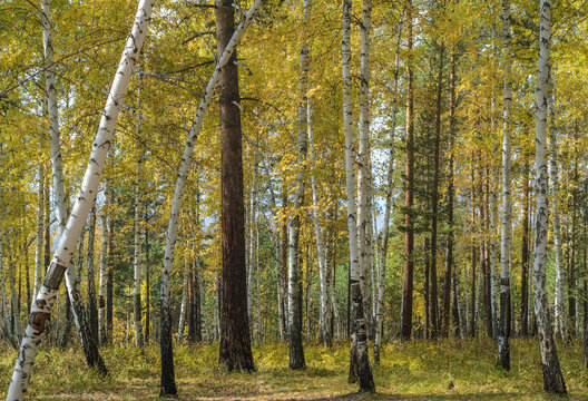 autumn forest