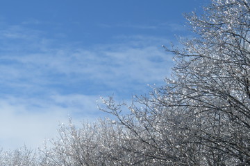 Icy trees that sparkle in a sunbath in Levis, Quebec, Canada.