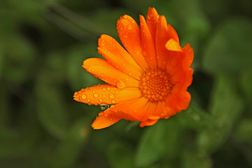 Flor anaranjada con rocío