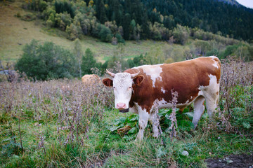 Fototapeta na wymiar Grazing cows in a typical mountain landscape