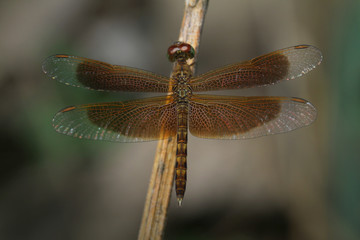 Dragonfly in Thailand and Southeast Asia.