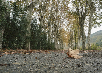 A dried leaf on road surrounded by trees in autumn
