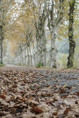 Country road surrounded by trees in autumn