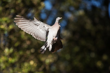 Common Wood Pigeon, Wood Pigeon, Columba palumbus