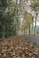 Dried leaves on a country road surrounded by trees in autumn