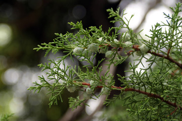 thuja