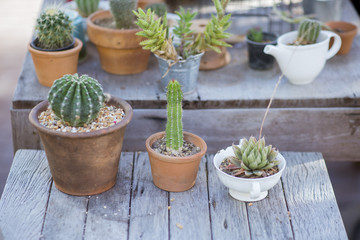 beautiful plants in Clay pots with cactus