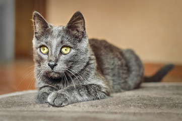 gray cat lying on the floor and looks