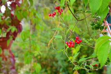 Bright red ivy berry with raindrops for beautiful texture or  background  Autumn wallpaper.