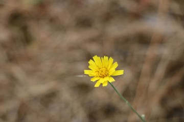 Beautiful wild yellow flower