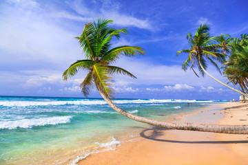 Tropical holidays in Sri lanka. Beautiful wild palm beach