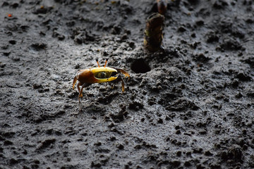 Little crab