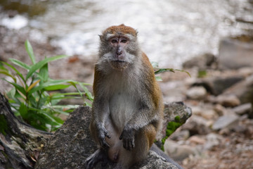 sitting monkey is looking
