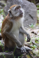sitting monkey is looking