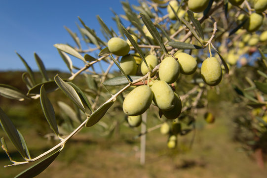 The olive (Olea europaea) tree