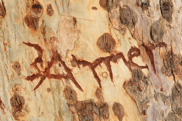 Inscription gravée sur l'écorce d'un tronc d'arbre. Israël.