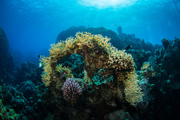 Coral garden