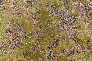 High mountain vegetation