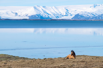 An Icelandic Horse