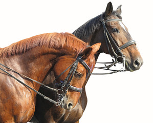 Obraz premium Portrait of two brown horses isolated on white