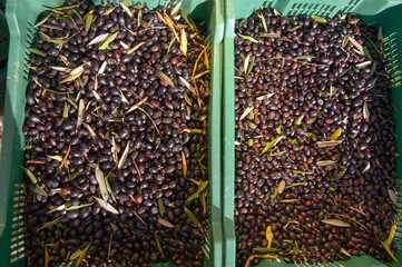 The olive (Olea europaea)