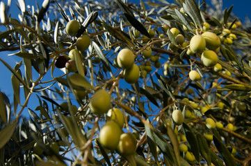 The olive (Olea europaea)