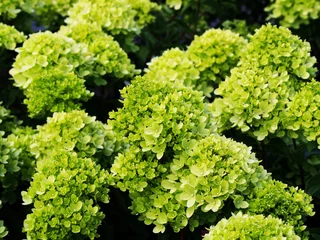 Store enrouleur Hortensia Hydrangea paniculata 'Little Lime' Jane - panicle hydrangea  