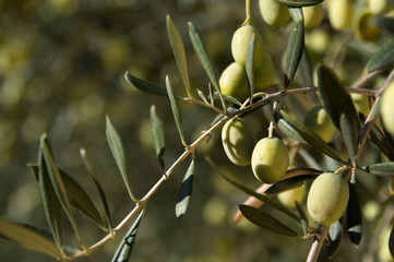 The olive (Olea europaea)