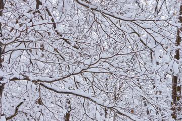 冬の神楽岡公園 木の枝に積もった雪
