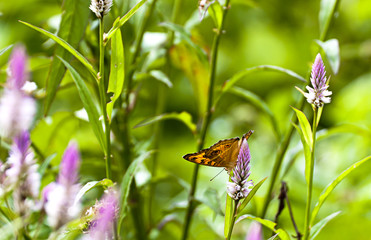 Butterfly on the green grass in the morning.