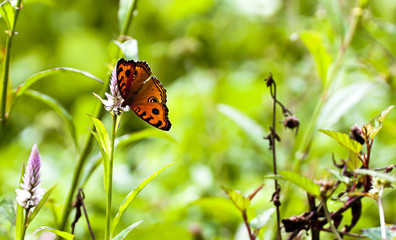 Butterfly on the green grass in the morning.