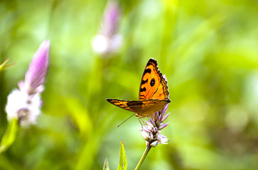 Obraz premium Butterfly on the green grass in the morning.
