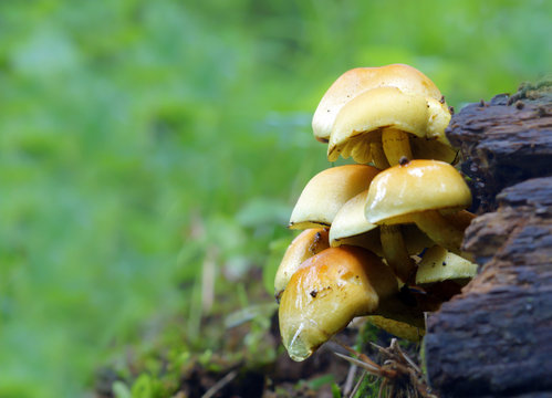 mushrooms velvet pioppini