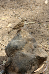 Moineau sur une pierre. Israël.