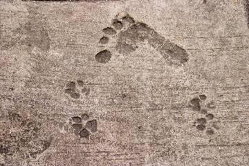 Fuß- und Pfotenabdrücke in Beton