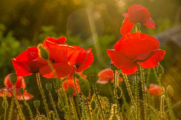 Fototapeta premium red poppies in the morning light. red poppies in the morning mist. red poppies in the evening light. poppies in the morning sunlight. 