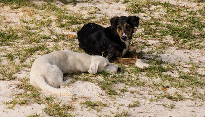 Strandhunde