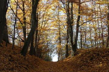 Autumn path
