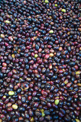 The olive (Olea europaea)