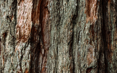fondo de madera de pino chileno
