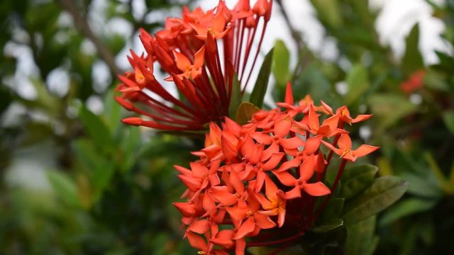 red ixora coccinea also known as jungle geranium, flame of the woods or jungle flame