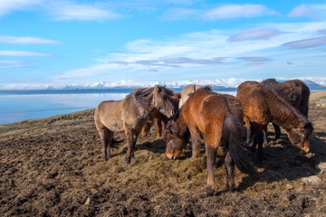 An Icelandic Horse
