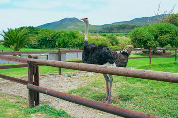 Ostrich in the National Park, South Africa