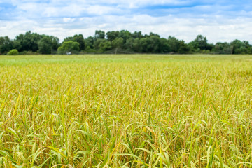 rice in the yellow field