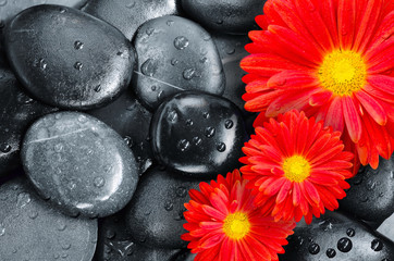 Obraz na płótnie Canvas flower on black pebbles in water drops as background