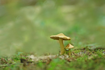 mushrooms in the grass