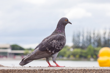 Bird