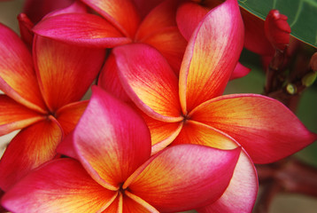 Fototapeta na wymiar Beautiful Set of Three Colors Kamboja from Indonesia with leaf - Close Up.. Have 3 color gradation: red, yellow, and white..