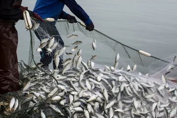 Foto op Plexiglas Op de vissersboot, veel vissen vangen aan de monding van de Bangpakong-rivier in de provincie Chachengsao ten oosten van Thailand. © 9kwan