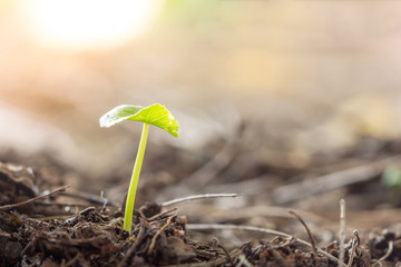 Young plant growing up on died leaf